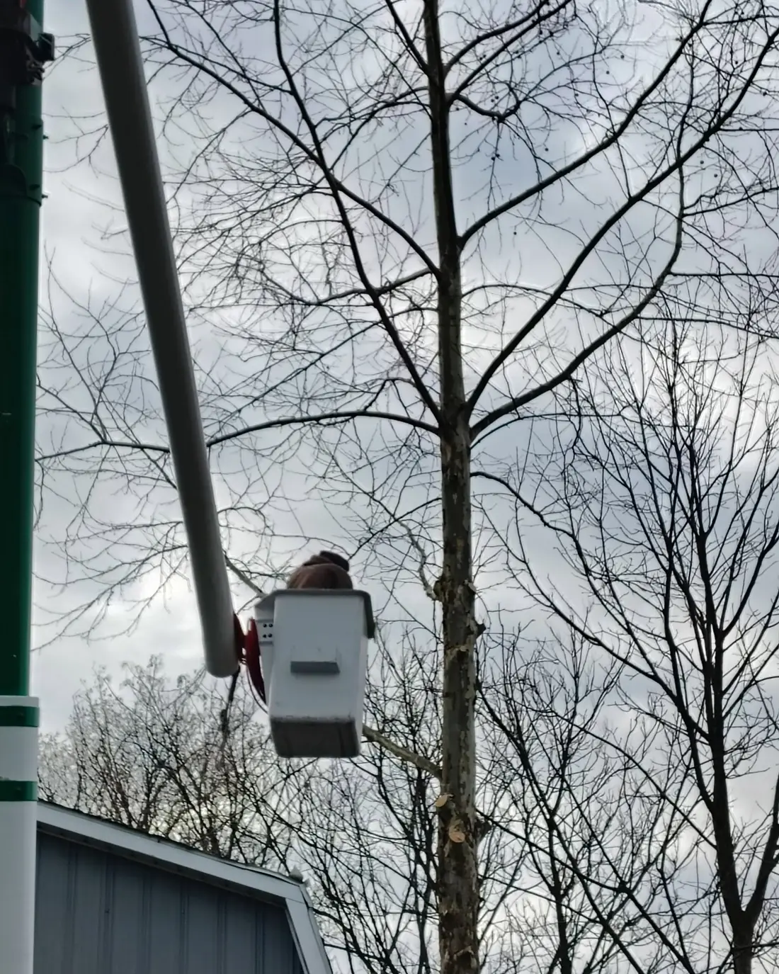 A Lavish crew member working from an elevated bucket beside a tall tree